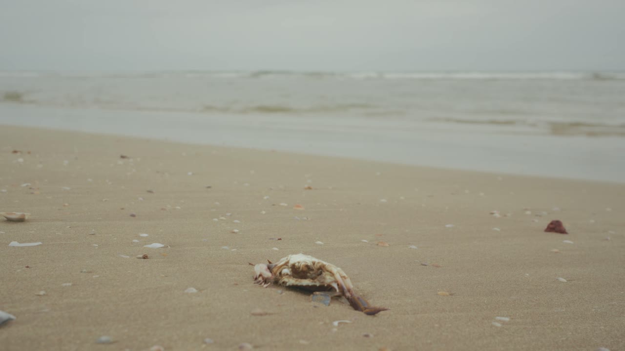 A solitary dead crab lies on a vast, muted beach under heavy gray skies, surrounded by scattered shells and gentle waves