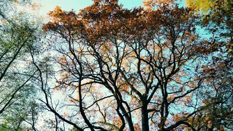 Luftaufnahme-Einer-Landstraße-Mit-Einem-Schwarzen-Auto-Im-Gelben-Und-Orangefarbenen-Herbstwald