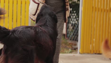 person feeding adorable dogs outdoor