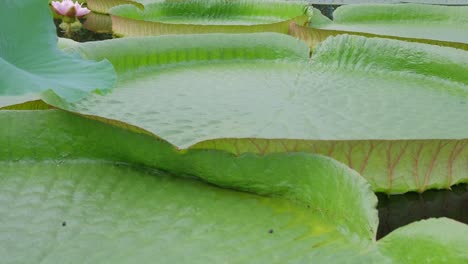 amazonian victoria is one of the types of flowering plants the largest of the latate family amazonian victoria is one of the types of flowering plants the largest of the latate family a giant water lily in the water