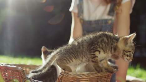 vista cercana de un pequeño gatito saliendo de una canasta mientras una mujer los acaricia