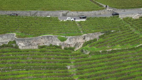 aéreo, viñedos de lavaux, un camino con autos entre los campos de agricultura, suiza