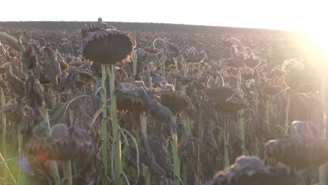 drought sunflower field drought sunflower field dry climate destroyed crops and harvest withered sunflowers on the field at summer