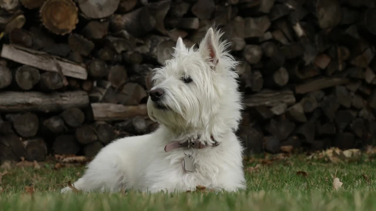 White dog enjoying a beautiful fall day while relaxing in the backyard. West Highland Terrier (Westie).