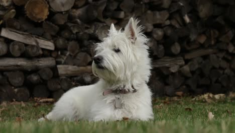 white dog enjoying a beautiful fall day while relaxing in the backyard. west highland terrier (westie).