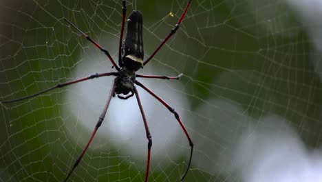 araña de tela de orbe dorado trabajando y digiriendo a su presa con su boca clip de video de 30fps de primer plano