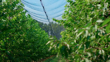 green trees growing greenhouse farming organic fruits for vegetarian people