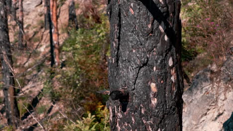 Pine-trees-and-the-appearance-of-the-forest-after-a-forest-fire