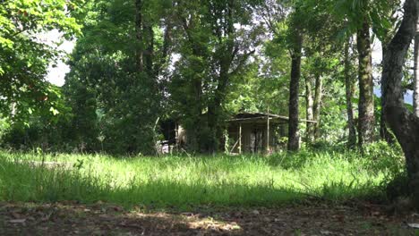 Wide-shot-of-an-abandoned-bamboo-house-in-the-middle-of-the-forest,-in-the-mountain-of-the-Philippines,-Asia