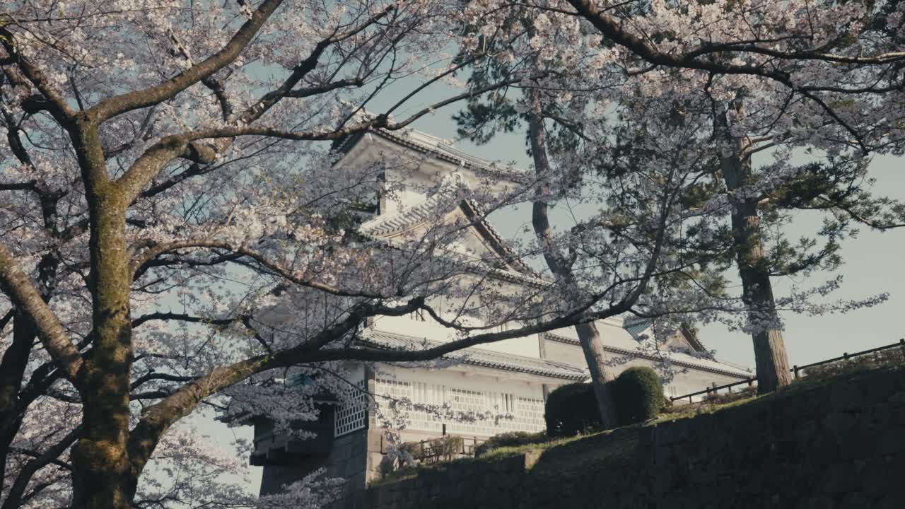 las flores de cerezo en el castillo de kanazawa en japón - toma de bajo ángulo