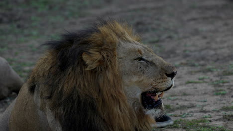 close up of a lion resting and breathing with the mouth, with big teeth, after sunset in the kruger national park, in south africa