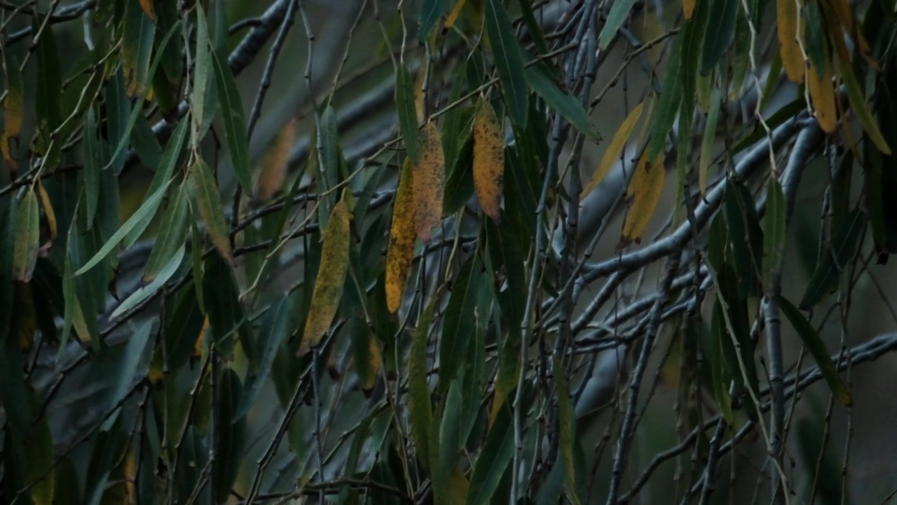 Scena cupa e suggestiva del fogliame di un salice che ingiallisce in inverno.