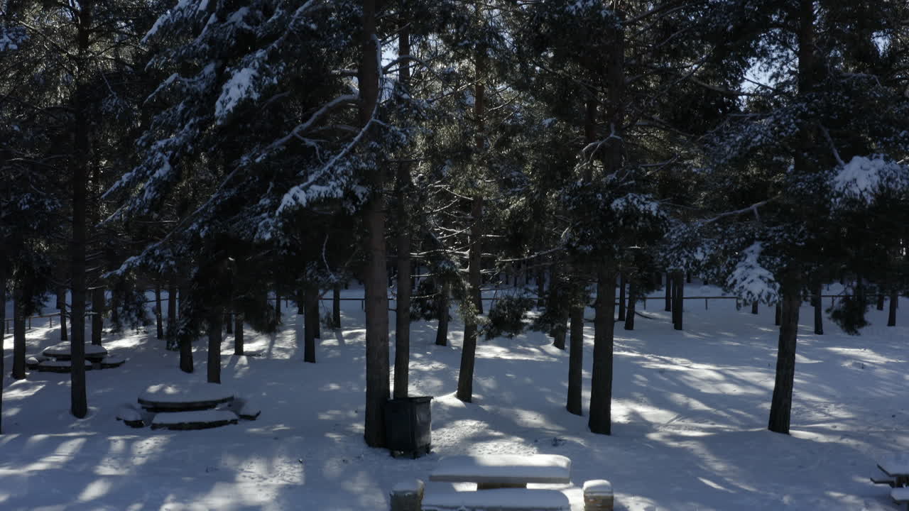 태양이 하늘 높이 떠 있는 아름답게 눈이 쌓인 소나무