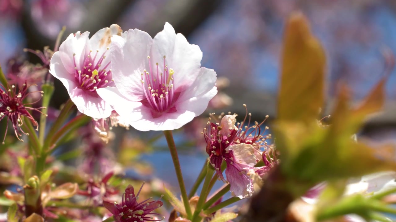 Foto detail bunga sakura yang mekar di dahan di bawah sinar matahari yang cerah di Tokyo, Jepang