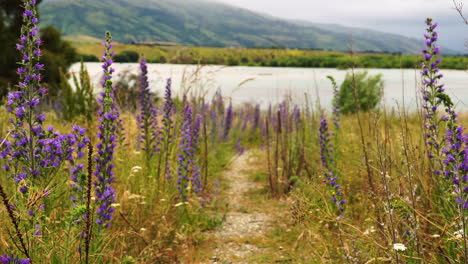 Hermosa-Flor-De-Lavanda-Que-Crece-Salvaje-Cerca-Del-Lago-De-Nueva-Zelanda,-Día-Soleado-Y-Brillante