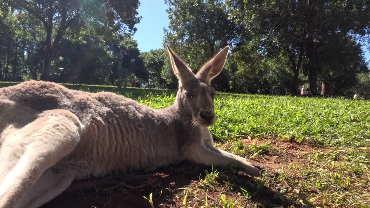 Grey kangaroo resting in a grassy area
