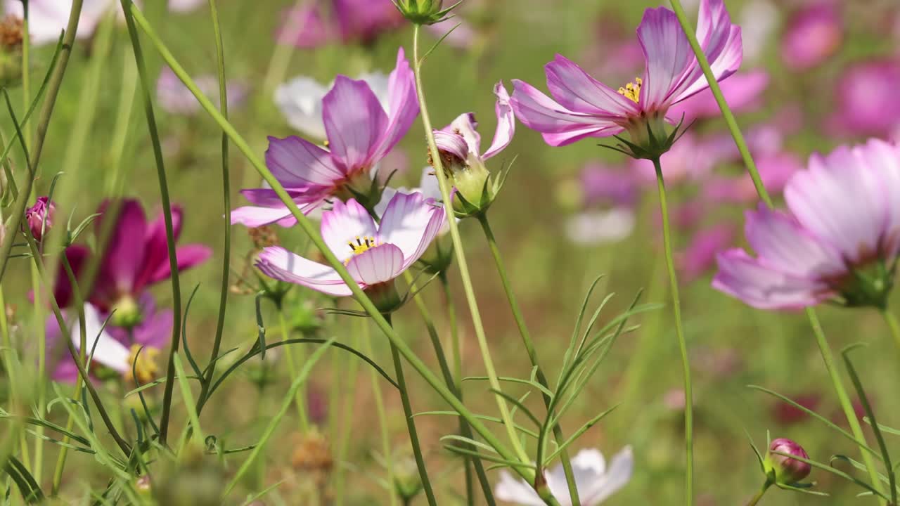 las flores del cosmos se balancean suavemente en el viento
