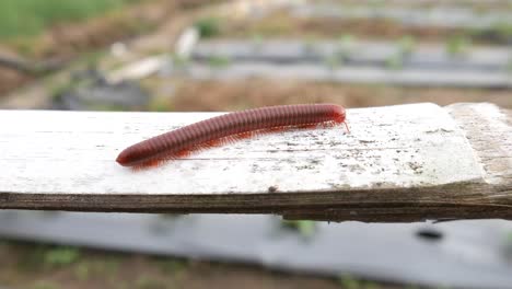 the keluwing or red milipede is walking on bamboo