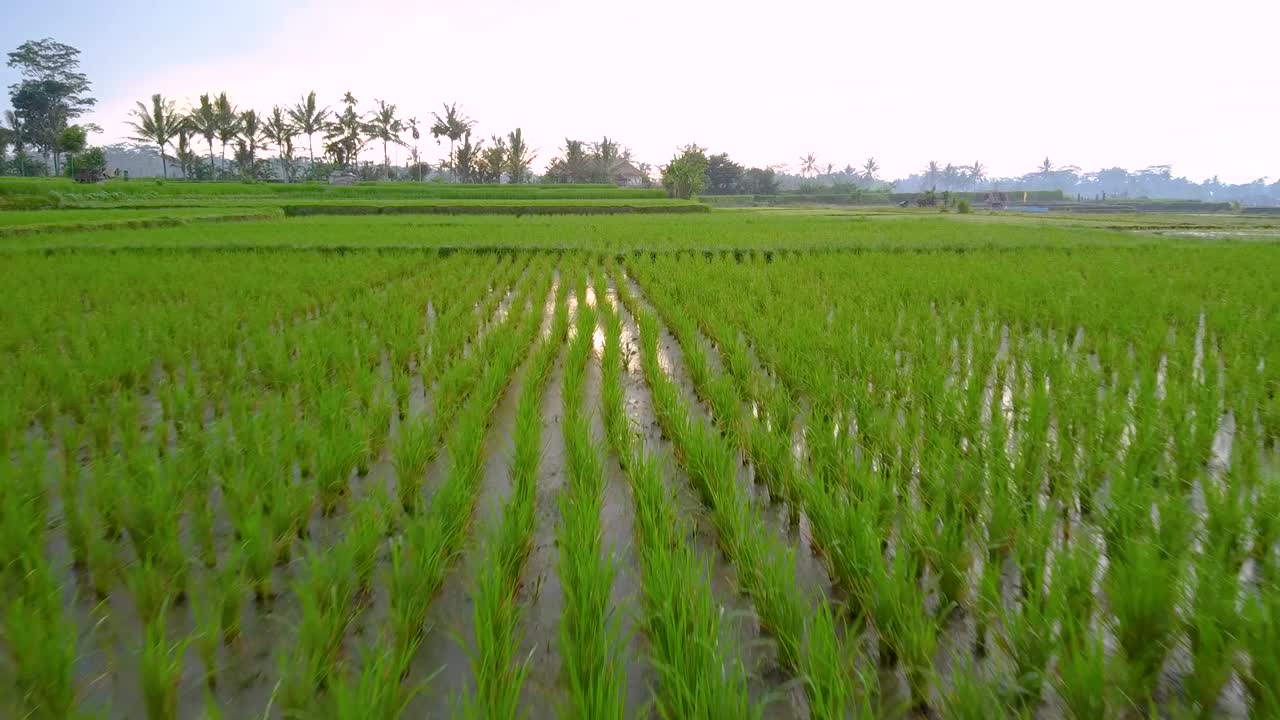 Uomo in piedi in mezzo a risaie acquose di campagna che aziona il suo drone.