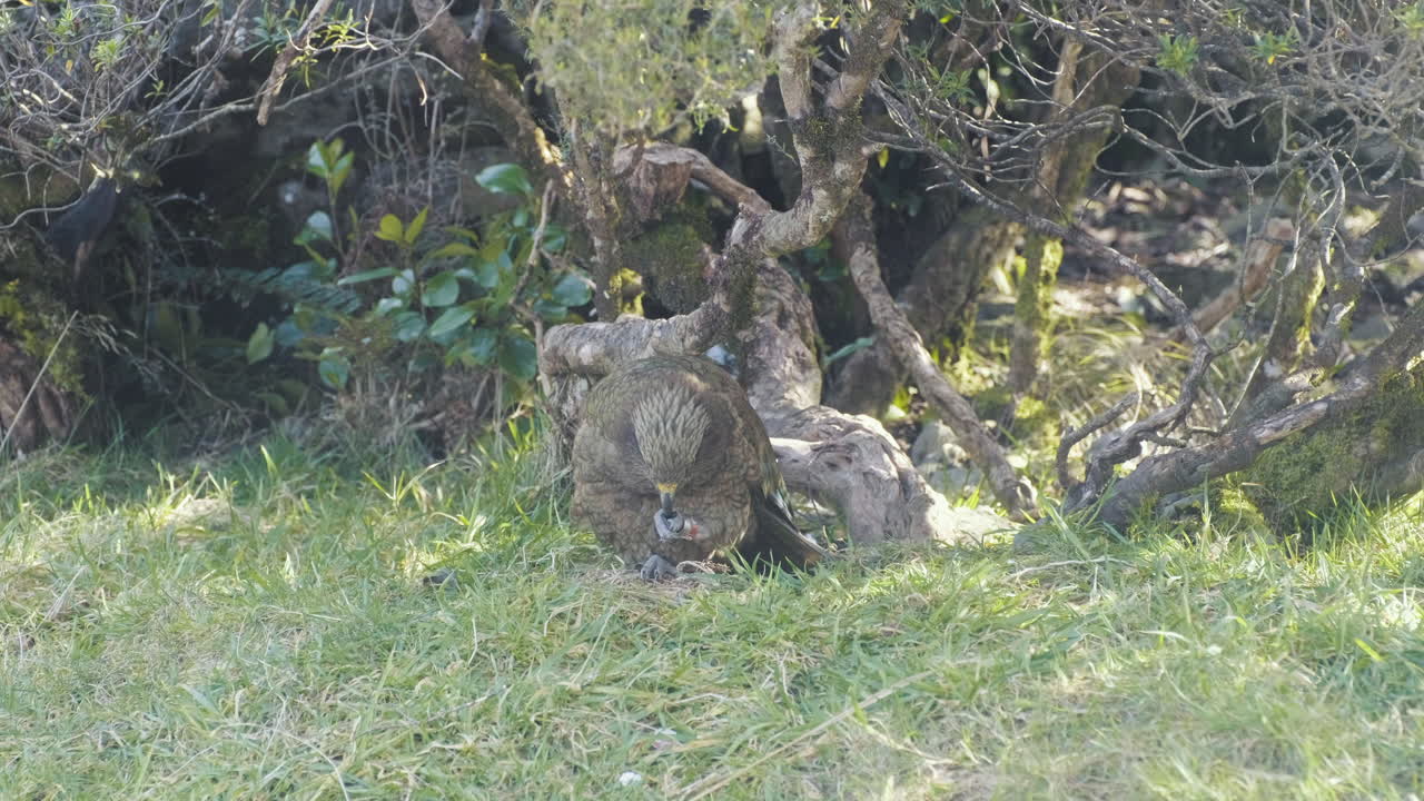 A Kea bird in the wild in New Zealand's South Island