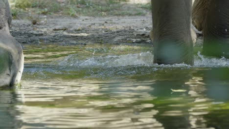 Elephant-taking-a-bath,-Wildlife,-Snout-in-Water,-RED-4K