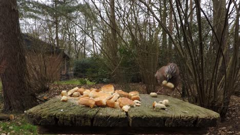 a eurasian jay flies onto a feeding board, looks at the camera, takes a peanut and flies away again