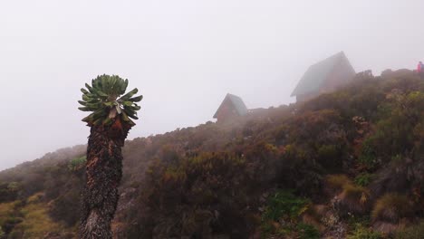 Toma-Estática-De-Un-Terreno-Gigante,-Senecio-Kilimanjari-Y-Cabañas,-Cerca-De-La-Cabaña-Horombo,-En-El-Monte-Kilimanjaro,-En-Un-Día-Brumoso-Y-Brumoso,-En-Tanzania,-áfrica