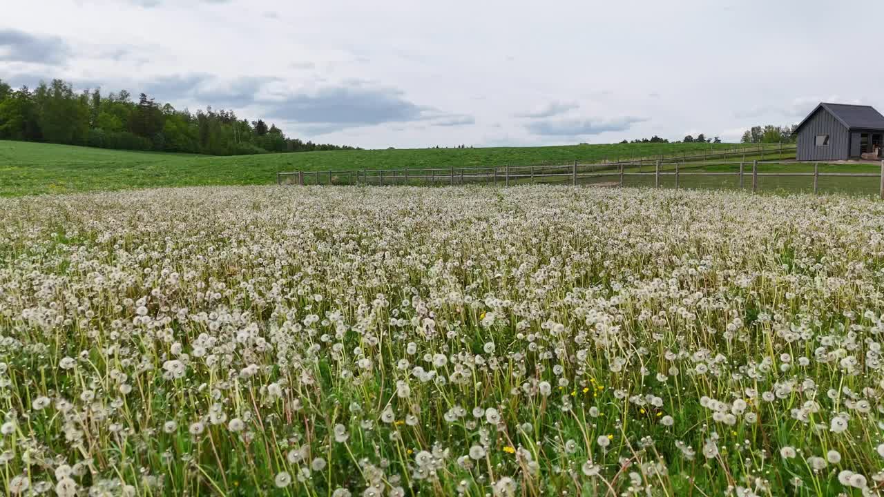 Big dandelion field blooming with white seed heads on windy day