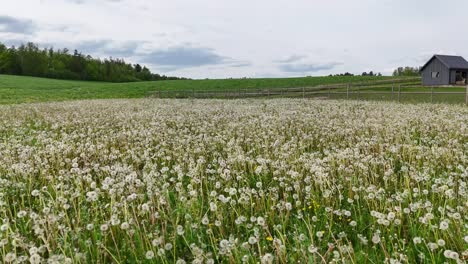 big dandelion field blooming with white seed heads on windy day