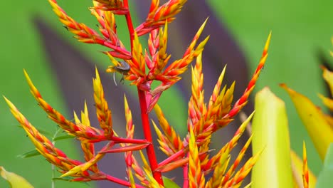 el lagarto hawaiano se alimenta del néctar de las flores.