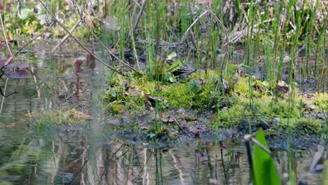 close-up pool frog and marsh frog standing in the water at the side of a pond