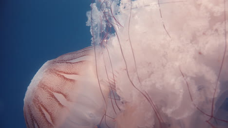 close-up of a jellyfish - mauve stinger