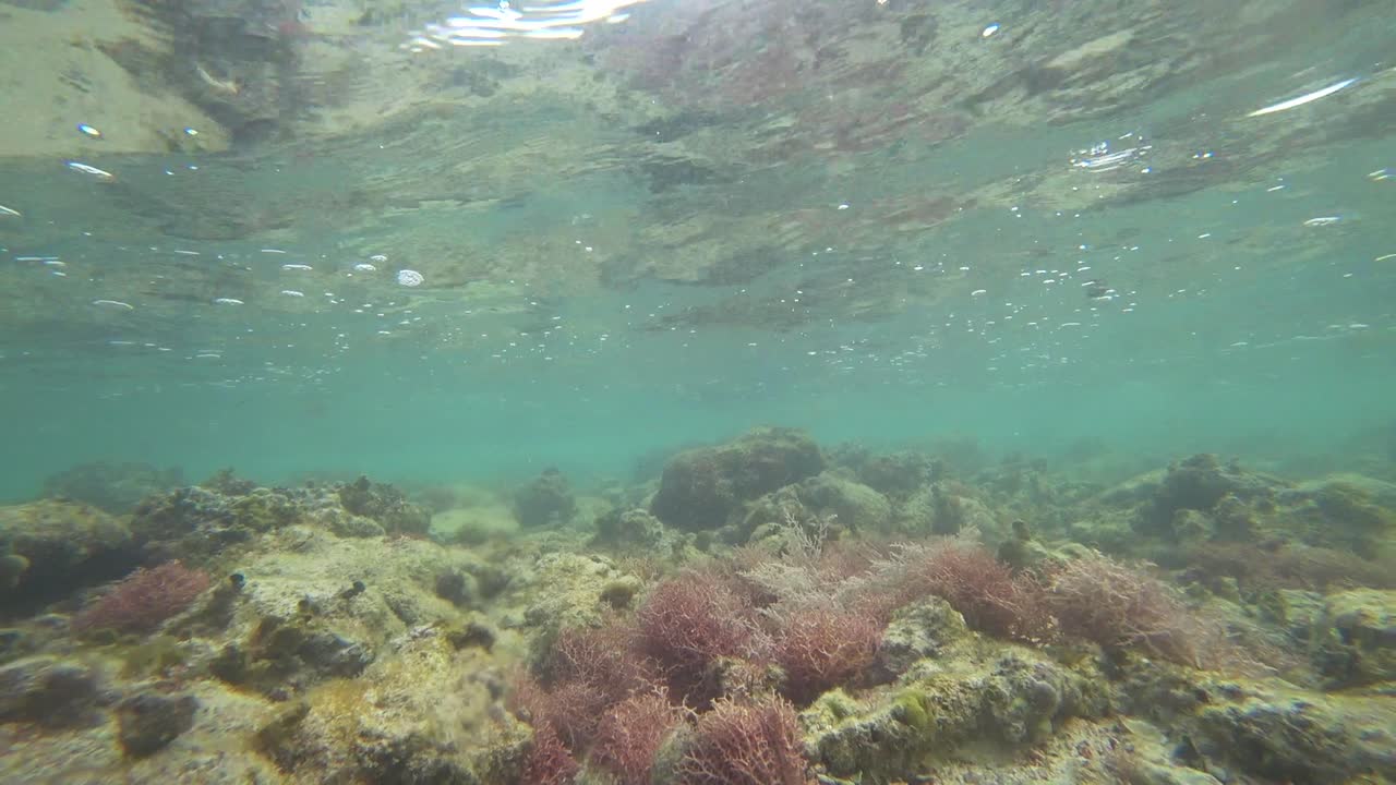 vista del fondo del océano en el arrecife de coral en tulum mexico