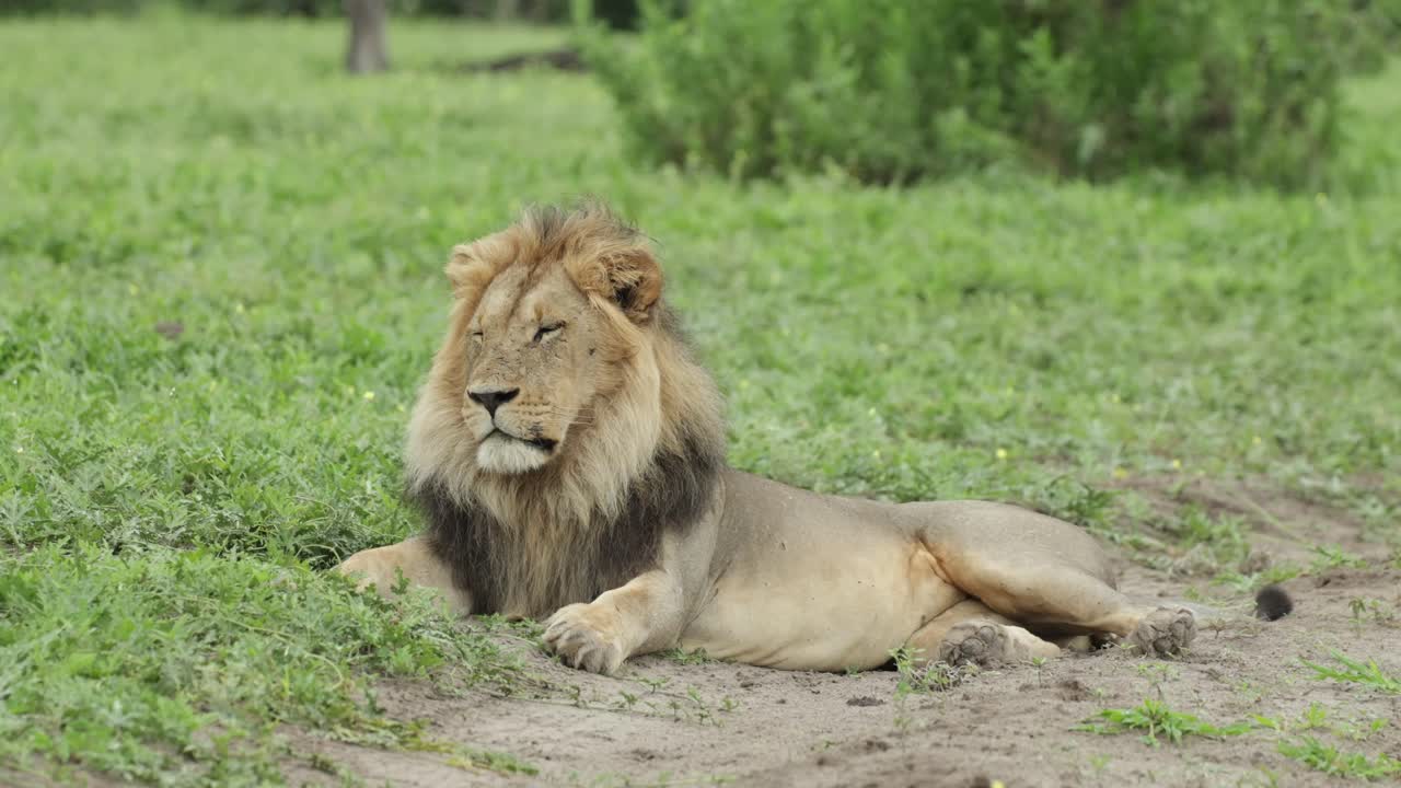 Majestátní lev ležící v zelené krajině se zdviženou hlavou, pomalu usínající a zavírající oči, Savuti Botswana
