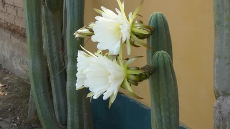 echinopsis pachanoi also known as the san pedro cactus with big white flower blooms the cacti growing close to a wall