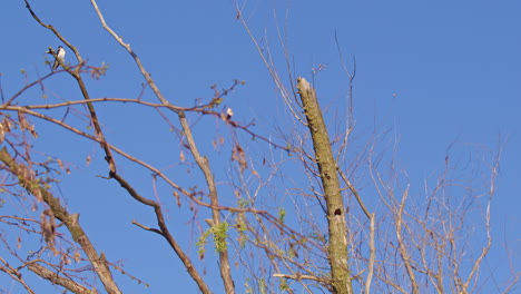 in detailed slow-mo, a purple martin builds its tree nest.