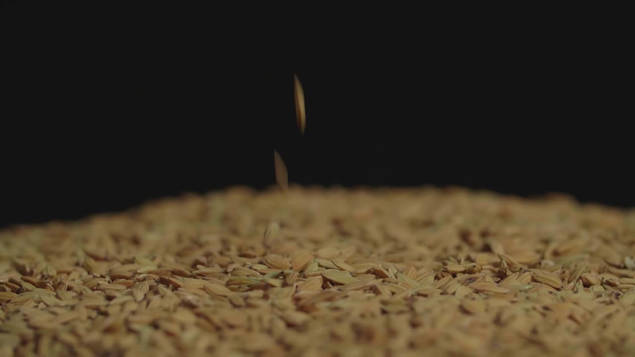 Dry Uncooked Rice Grain Is Poured From Top To Bottom