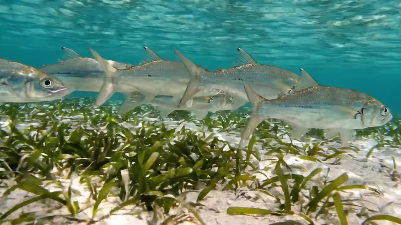 Underwater Scene of Fish Swimming Through Seagrass, Showcasing the Vibrant Marine Ecosystem in Crystal Clear Waters at the Ocean Floor