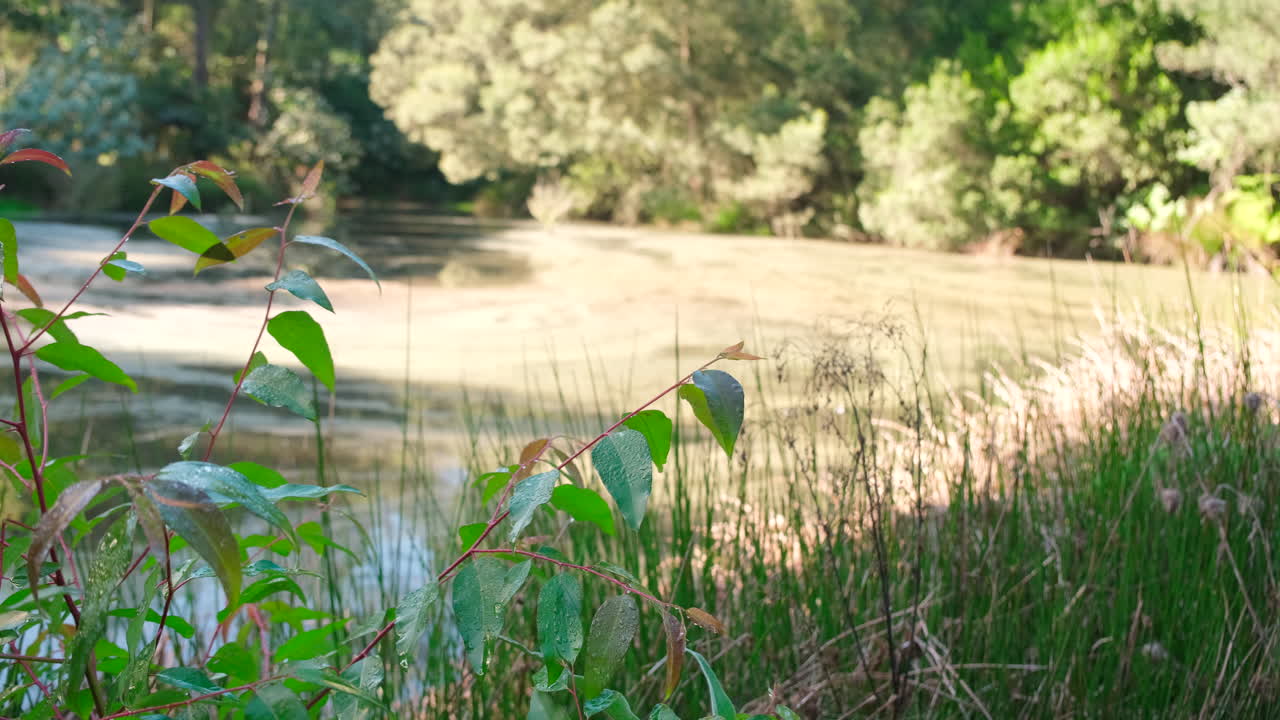 Reeds and lush vegetation surround countryside farm dam covered in green algae