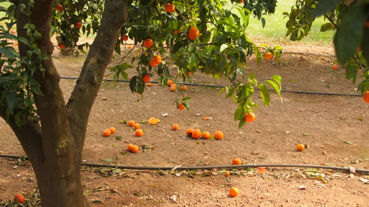 Mandarines mûres tombées au sol