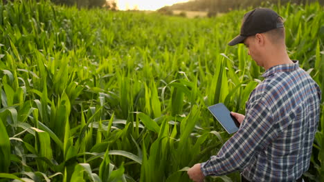 Männlicher-Landwirt-Mit-Einem-Tablet-Inspiziert-In-Der-Nahaufnahme-Kurusu-Triebe-Und-Tippt-Mit-Den-Fingern-Auf-Den-Bildschirm.-Analysieren-Sie-Den-Erfolg-Der-Zukünftigen-Ernte.-Gentechnisch-Veränderte-Lebensmittel