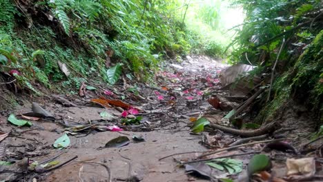 sendero escénico a través de un pueblo pacífico bosques exuberantes pueblo pintoresco