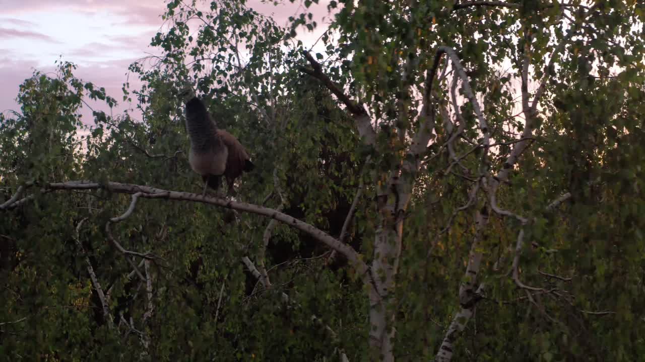 drone volando a pavo real sentado en la rama de un árbol antes de revelar una asombrosa puesta de sol rosa sobre un increíble bosque denso, aéreo, europa, chequia