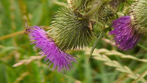 Two-hover-flies-collins-nectar-from-the-flower-of-a-creeping-thistle-on-a-grass-verge-of-a-country-lane-in-the-village-of-Teigh-near-to-Oakham,-Rutland,-England,-UK