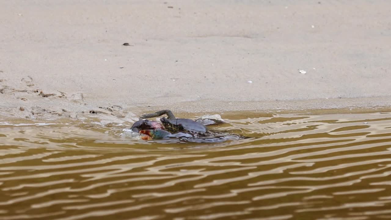 A crab moves across sandy terrain and enters the water, creating ripples.