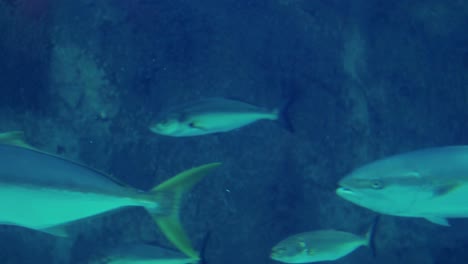 peces nadando en un acuario en el acuario