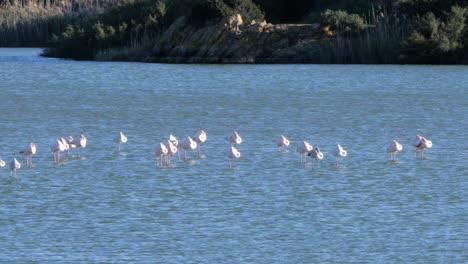 tiro de cerca en cámara lenta de una bandada salvaje de flamencos rosados de pie y durmiendo en una laguna costera poco profunda en cerdeña, italia