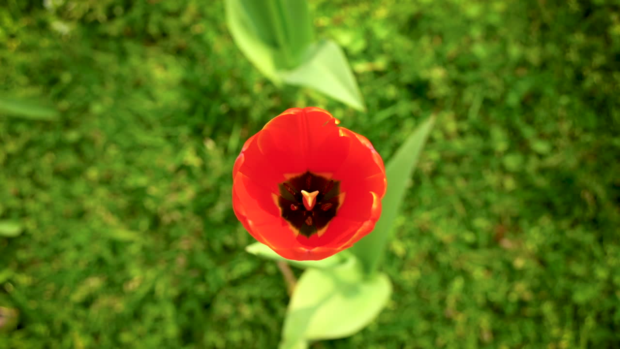 Primo piano di un tulipano rosso fiorito dall'Olanda sul ciglio della strada.