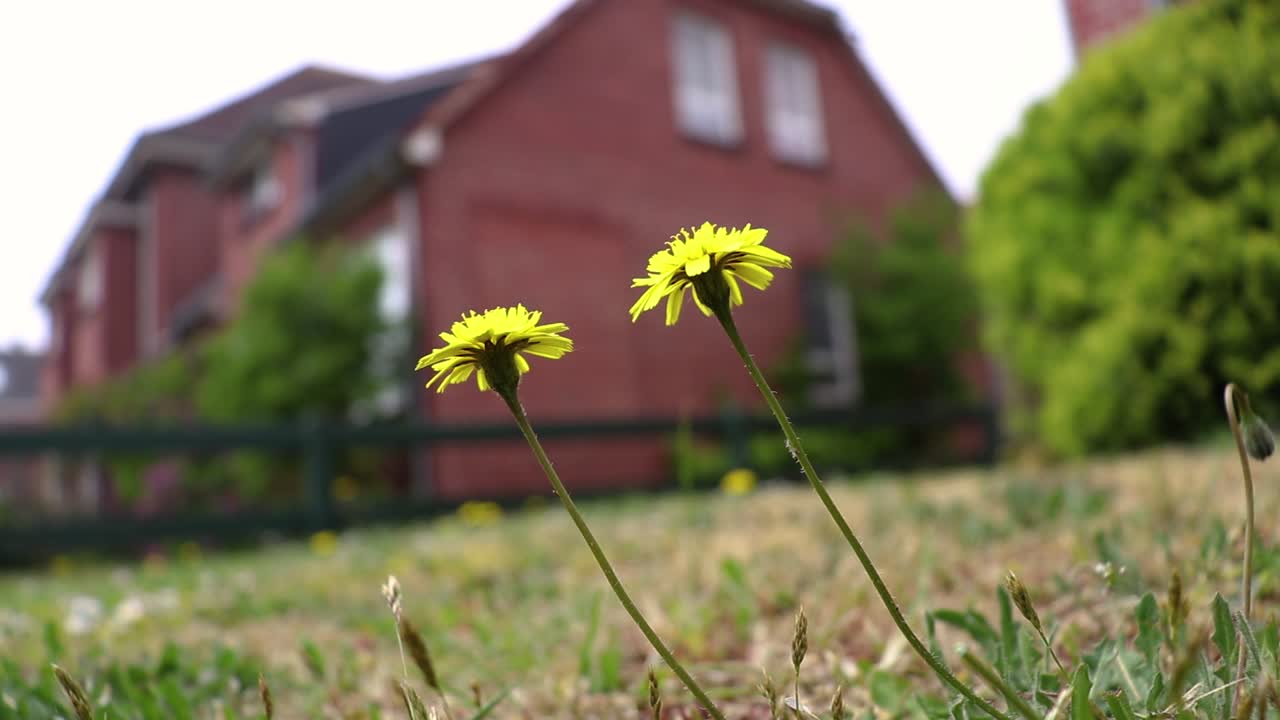 바람 클로즈업에 노란 민들레 꽃