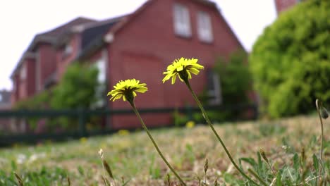 yellow dandelion flowers in the wind close-up